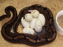 hatching