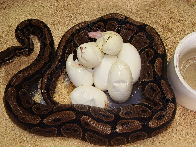 hatching