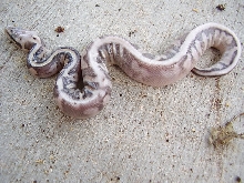 2011super pastel calico