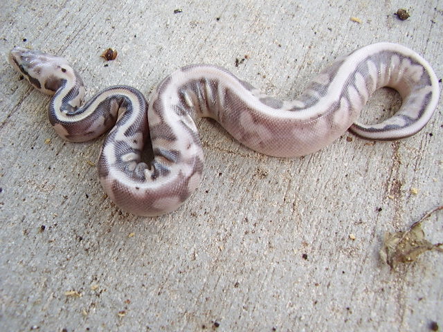 2011super pastel calico