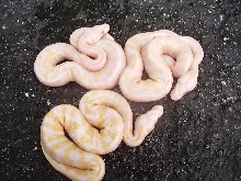 super pastel albino