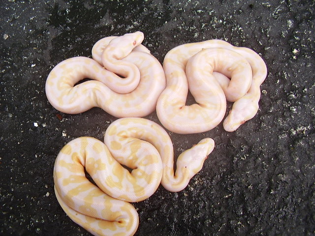 super pastel albino