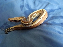foto 2 of stripped