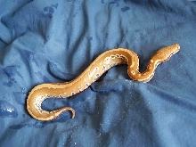 stripped albino blood