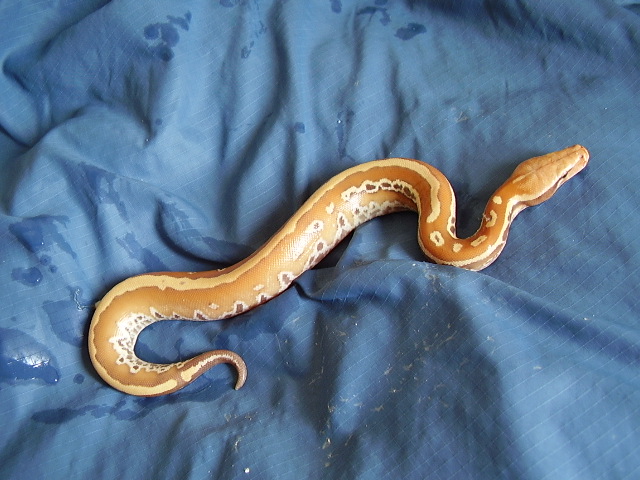 stripped albino blood