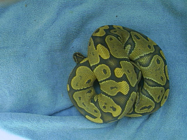 2003 male ghost