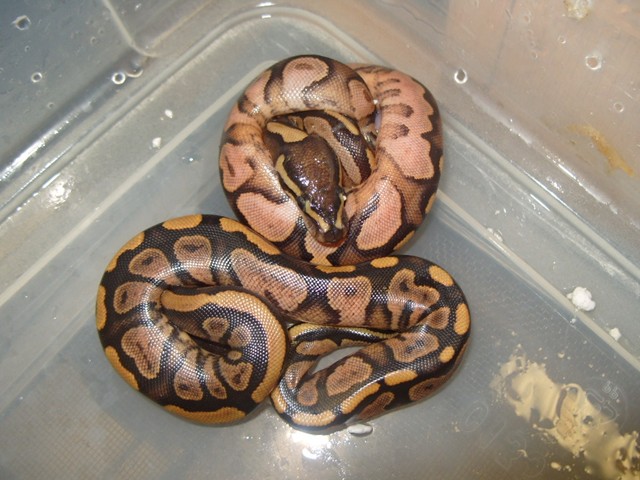SUPER CALICO