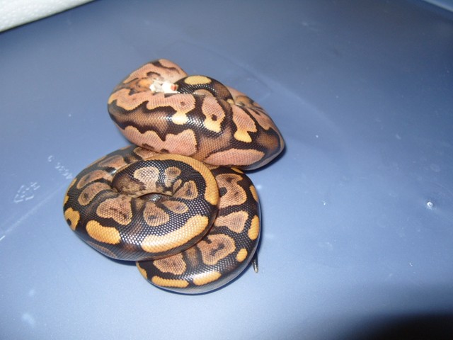 CALICO