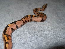 calico side shot