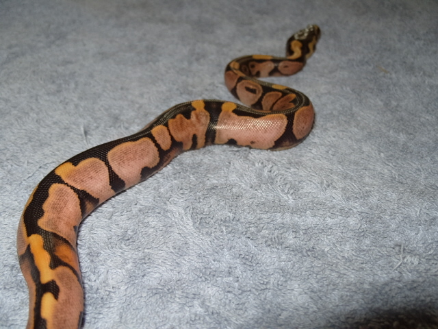calico side shot