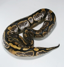 calico side shot