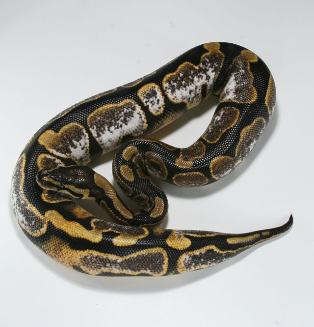 calico side shot