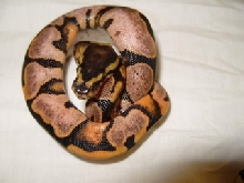 calico  shed