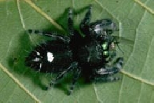 Phidippus audax
