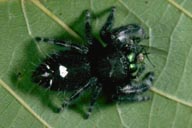 Phidippus audax