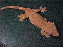 Pink Female Dal. Crested Gecko