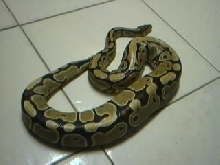 Gravid Ball Python
