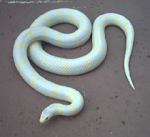 Fluffy, my albino California kingsnake.