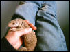 YOUNG BOSC