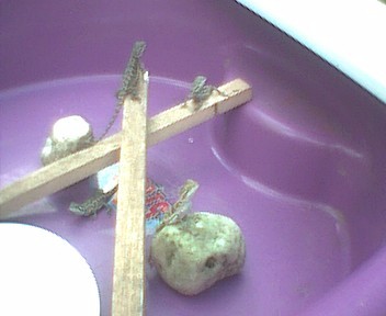 BABY BEARDIES SUNNING THEMSELVES