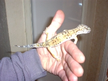 hypo1