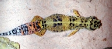 Dino Gecko