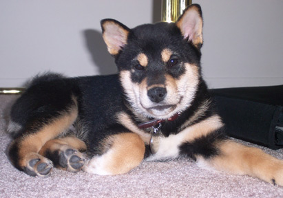 Baby Bodie 10 weeks