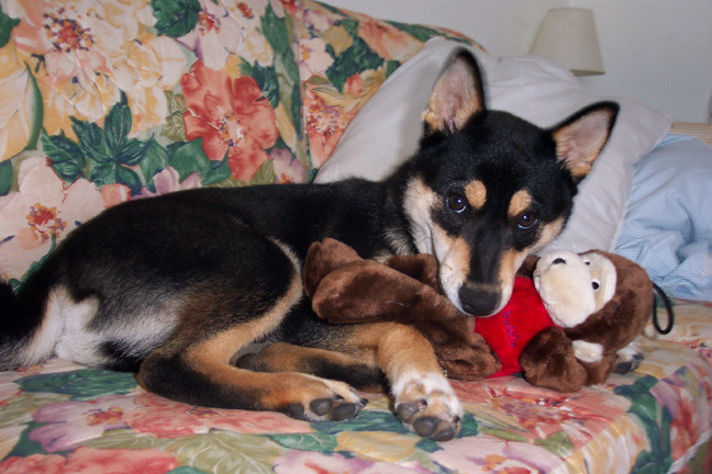Bodie and his monkey