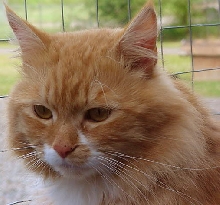 Sid Before adoption