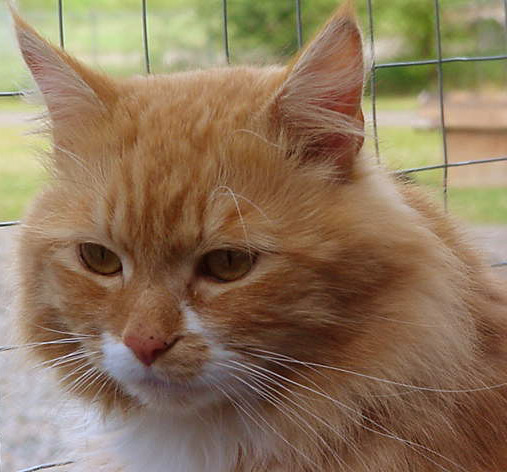 Sid Before adoption