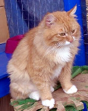 Sid Before adoption 2