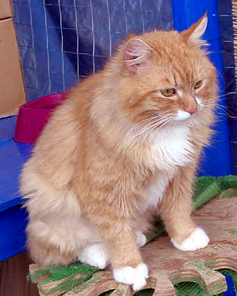 Sid Before adoption 2