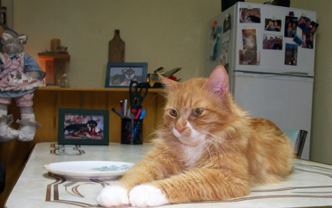Sid the  Rescue Kitty