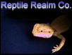 high orange bearded dragon