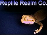 high orange bearded dragon