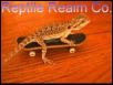 skatin, beardie