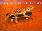 skatin, beardie