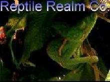 Veiled chameleon sleeping