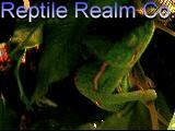 Veiled chameleon sleeping