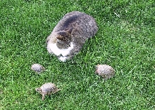 Chunky and some Box Turtles