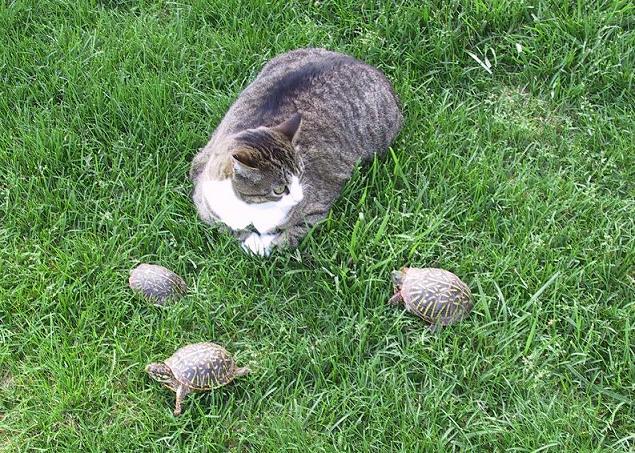 Chunky and some Box Turtles