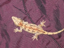 Wild Retic