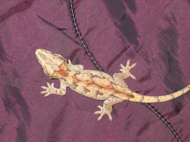 Wild Retic