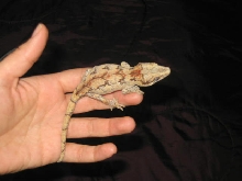 Wild Retic 2