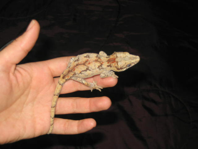 Wild Retic 2