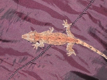 Unusual retic