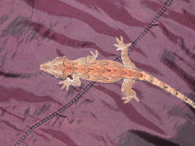 Unusual retic