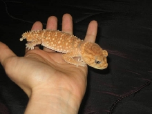 Male amyae