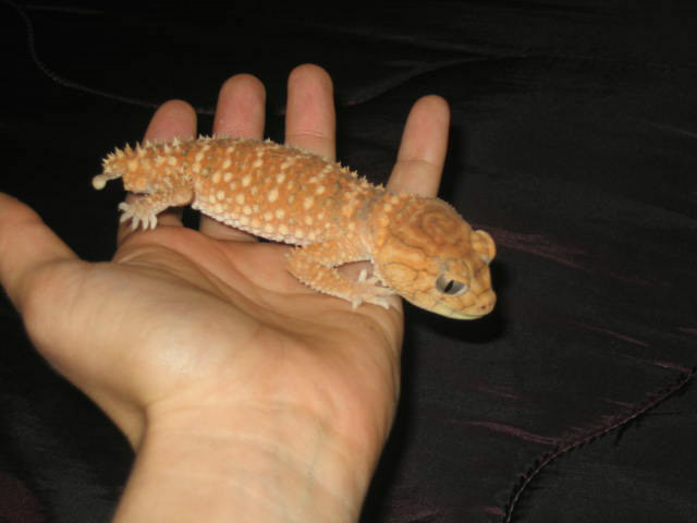 Male amyae