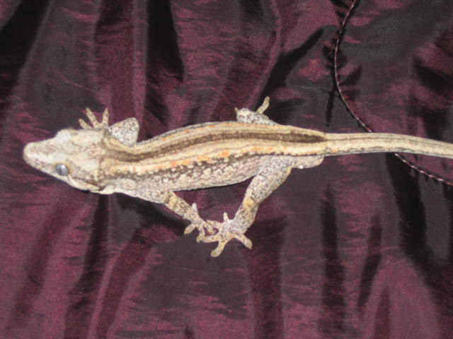 Orange Gargoyle Male